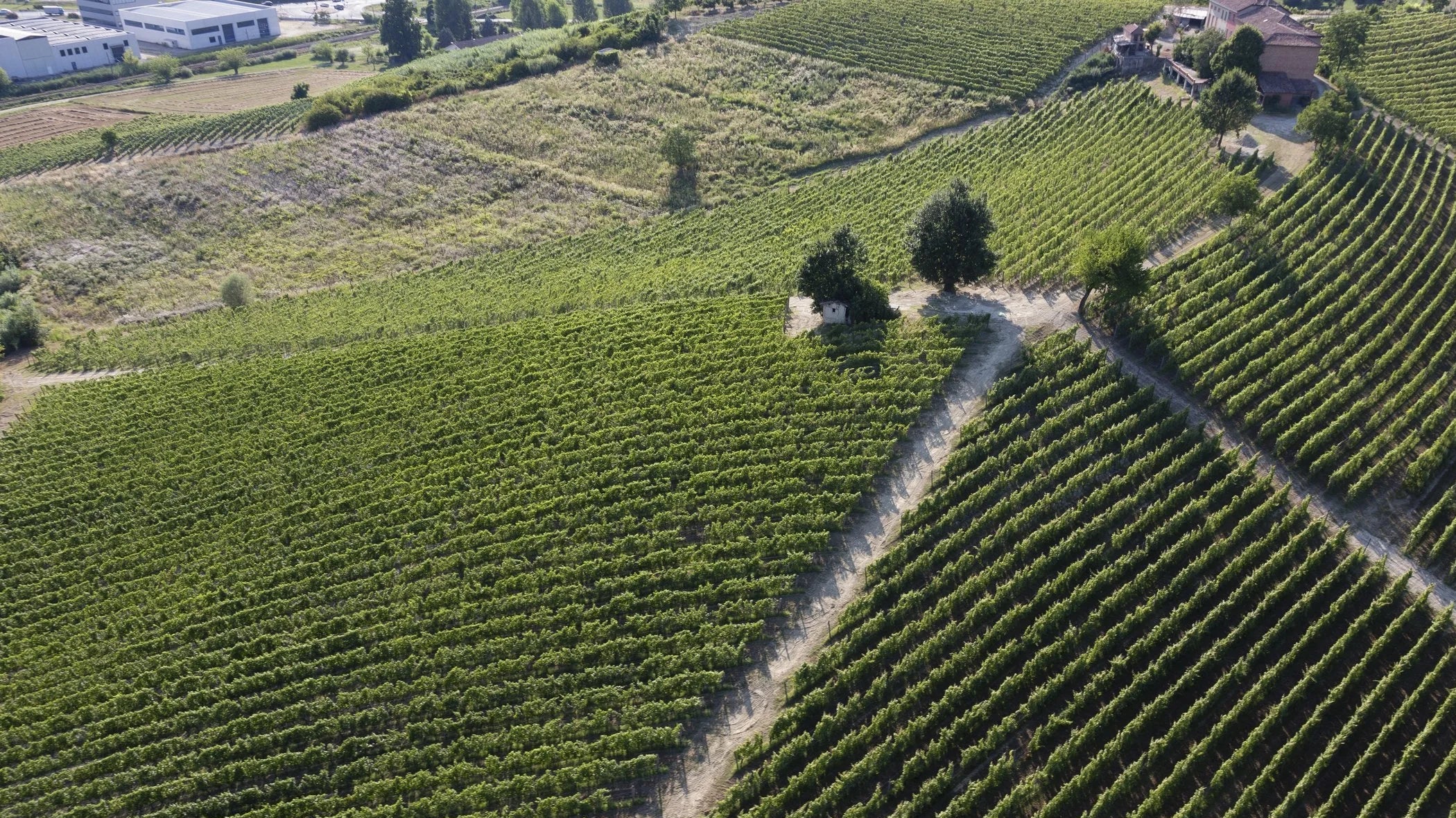 Vinhedos da Braida vistos do alto, em Rocchetta Tanaro, no Piemonte